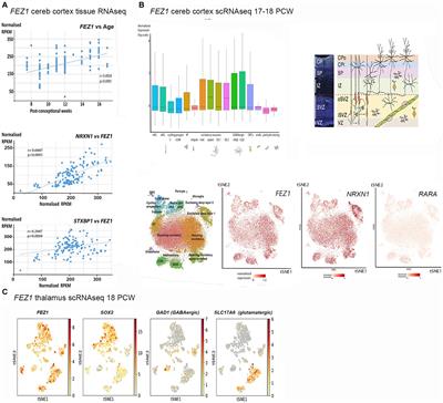 Expression of the schizophrenia associated gene FEZ1 in the early developing fetal human forebrain